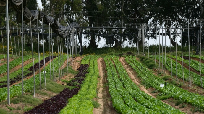 rows of plants in a greenhouse